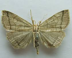 Attēlu rezultāti vaicājumam “Herminia tarsicrinalis”