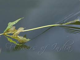 Attēlu rezultāti vaicājumam “Potamogeton lucens leaf”