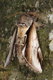 Attēlu rezultāti vaicājumam “Pheosia gnoma”