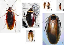 Image result for periplaneta americana