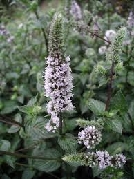 Image result for Pfefferminze