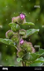 Attēlu rezultāti vaicājumam “Arctium tomentosum”
