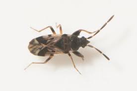 Attēlu rezultāti vaicājumam “Polymerus palustris”