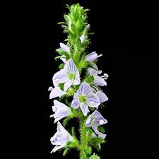 Image result for Veronica officinalis