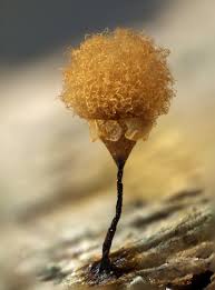 Attēlu rezultāti vaicājumam “Hemitrichia calyculata young”