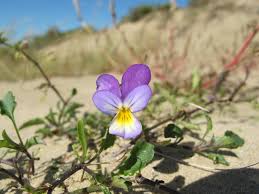 Attēlu rezultāti vaicājumam “Viola tricolor subsp. curtisii bud”