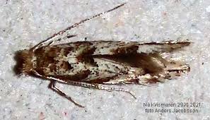 Attēlu rezultāti vaicājumam “Phyllonorycter apparella”