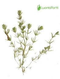 Attēlu rezultāti vaicājumam “Chara aspera”