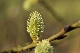 Attēlu rezultāti vaicājumam “Salix cinerea female flower”