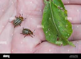 Attēlu rezultāti vaicājumam “Leptinotarsa decemlineata”