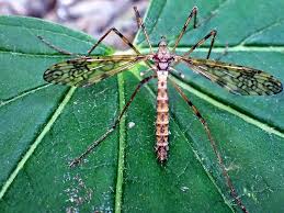 Attēlu rezultāti vaicājumam “Epiphragma ocellare”