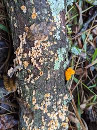 Attēlu rezultāti vaicājumam “Dacrymyces chrysospermus spores”