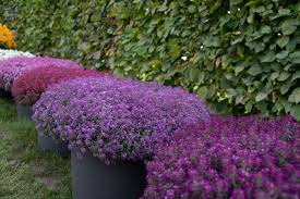 Attēlu rezultāti vaicājumam “Lobularia maritima”