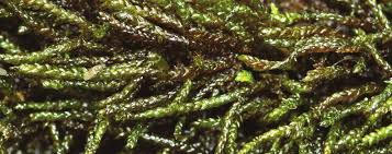 Attēlu rezultāti vaicājumam “Platyhypnidium riparioides”