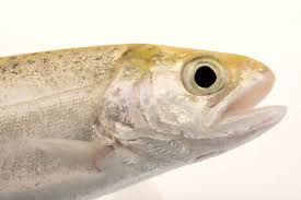 Image result for Oncorhynchus tshawytscha