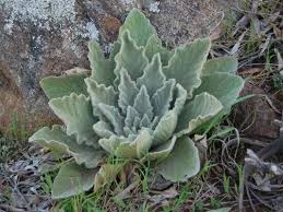 Attēlu rezultāti vaicājumam “Verbascum thapsus bud”