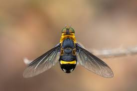 Attēlu rezultāti vaicājumam “Syrphidae”