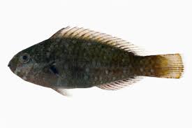 Image result for Calotomus carolinus