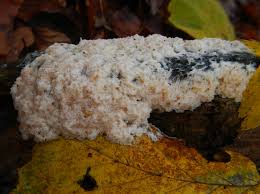 Attēlu rezultāti vaicājumam “Didymium spongiosum var. dictyospora spores”