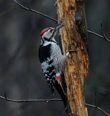 Attēlu rezultāti vaicājumam “Dendrocopos leucotos male”