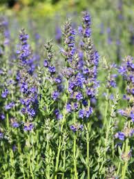 Image result for Ysop