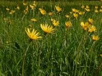 Attēlu rezultāti vaicājumam “Scorzonera humilis bud”