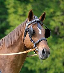 Image result for scheuklappen