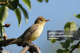 Attēlu rezultāti vaicājumam “Hippolais icterina adult”
