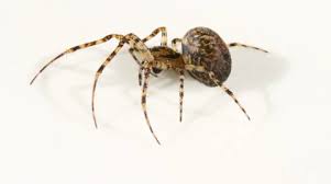 Attēlu rezultāti vaicājumam “Metellina merianae”