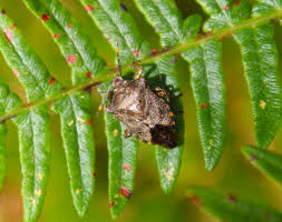 Attēlu rezultāti vaicājumam “Troilus luridus”