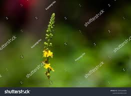 Attēlu rezultāti vaicājumam “Agrimonia pilosa flower”