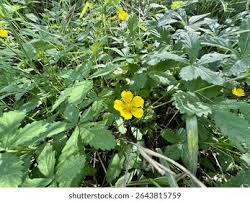 Image result for Potentilla tormentilla