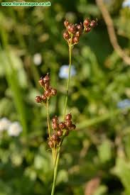 Attēlu rezultāti vaicājumam “Juncus compressus”