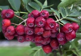 Attēlu rezultāti vaicājumam “x Sorbaronia fallax”