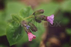 Attēlu rezultāti vaicājumam “Pulmonaria obscura flower”