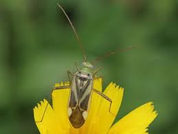 Attēlu rezultāti vaicājumam “Adelphocoris seticornis”