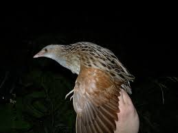 Attēlu rezultāti vaicājumam “Crex crex”