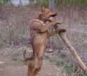 Bryant's Bullseye - Male Red Nose American Pit Bull Terrier