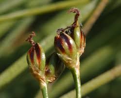 Attēlu rezultāti vaicājumam “Juncus gerardii bud”