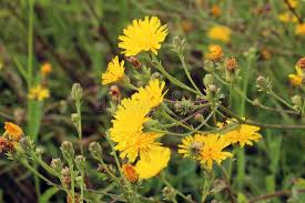 Attēlu rezultāti vaicājumam “Picris hieracioides”