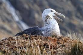 Attēlu rezultāti vaicājumam “Petractis sp.”