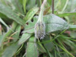 Attēlu rezultāti vaicājumam “Leontodon hispidus leaf”