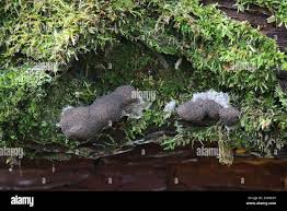 Attēlu rezultāti vaicājumam “Siphoptychium violaceum”