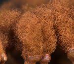 Attēlu rezultāti vaicājumam “Arcyria imperialis”