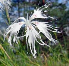 Attēlu rezultāti vaicājumam “Dianthus arenarius”
