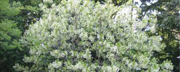 Attēlu rezultāti vaicājumam “Chionanthus virginicus flower”