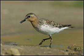 Image result for Calidris ruficollis