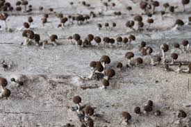 Attēlu rezultāti vaicājumam “Phleogena faginea”