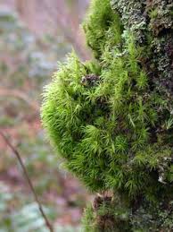 Attēlu rezultāti vaicājumam “| Dicranum”