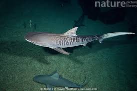 Image result for Galeocerdo cuvier